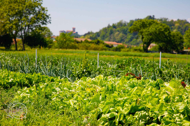 Agriturismo Al Chilometro Zero - Angera - Gallery