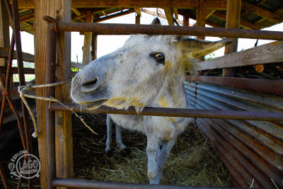 Agriturismo Al Chilometro Zero - Dove mangiare ad Angera sul Lago Maggiore