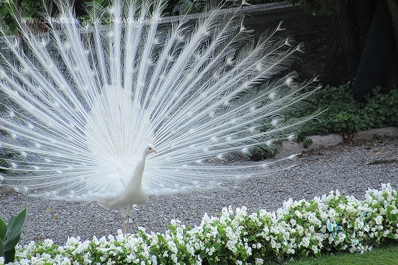 Giro delle Isole Borromee - Lago Maggiore - Luglio 2017