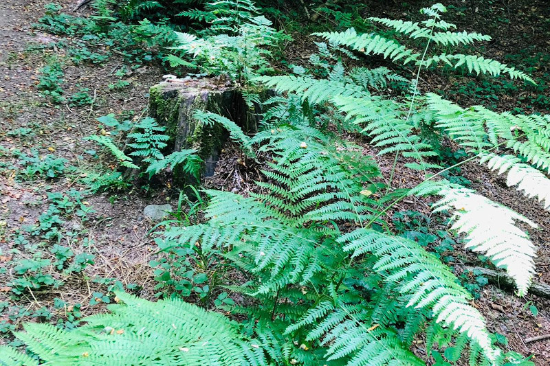 Parco naturale dei Lagoni di Mercurago - Arona